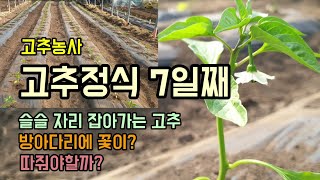고추농사 고추정식7일째 어린고추방아다리꽃 따줘야할까? 냉해 및 병충해 없이 잘 크고있습니다.