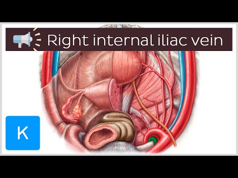 Right internal iliac vein | Anatomical Terms Pronunciation by Kenhub