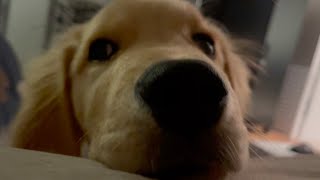 Early winter morning・・・I tried to hug the Golden Retriever puppy Bisuke
