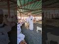 Eid Al Adha Animals Arrive In Saudi Arabia Shortsvideo