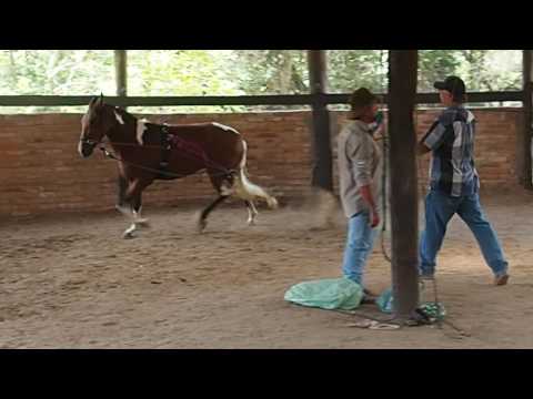 treinamento da marcha picada