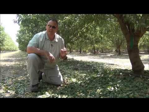Marc Suderman #327 | Butte Padre almonds 4th Leaf Harvest | 8-22-15