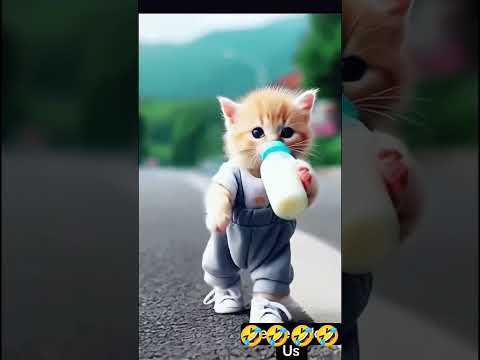 Dudi Dudi dam dam Dudi dudi dam #top #mau #maumau #cat #cartoon #billiwala