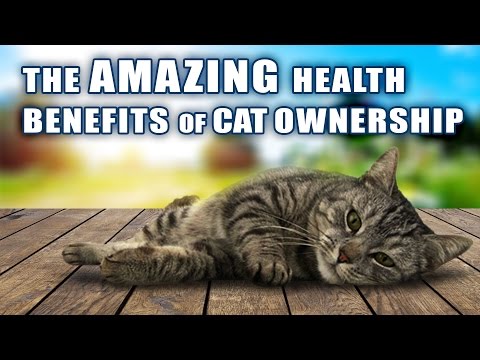 Amazing Health Benefits Of Cat Ownership