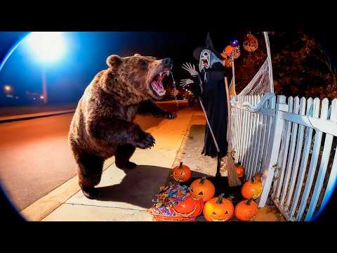 Heidar's Memes and whataheck