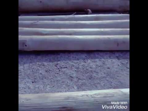 Alat tradisional menggentarkan dumay ala PP wakkocai