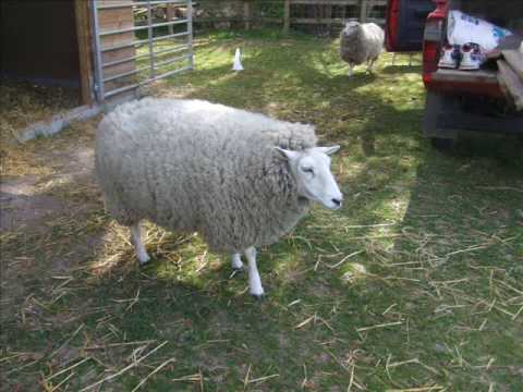 The Most Amazing Sheep Ever (L) Dolly Lulu and Lucy ♥♥