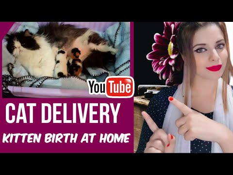 Persian Cat Giving Birth For The Very First Time | Symptoms Of Cat Labour | Kitten Birth At Home