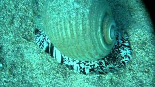 preview picture of video 'Tonna Galea shell ( λαδενια ) in Maltezana bay, Astypalaia, Greece'