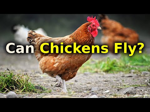 The Most UNTRUE Chicken Myths