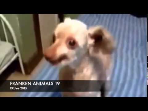 XXUwe - FRANKEN ANIMALS 19