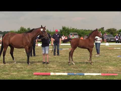 Holsteiner Fohlenschau Föhr 2021 | SF | United Way x Clearway x Alkatraz | St. 6786 | O. Riewerts