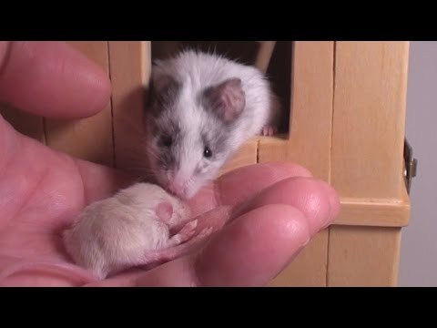 Toby caring for Baby Sky