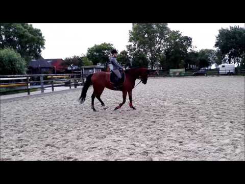 5 Year Old Mare Londontime X Der Lord