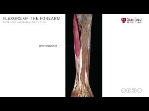 Anatomy of the Upper Limb: Superficial and Intermediate Flexors of Forearm