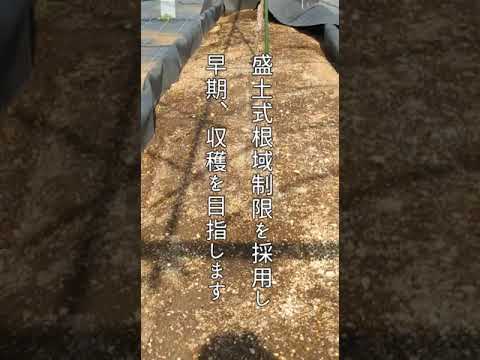 より高い樹立率を得るには、いつ、どのようにブドウを植えるべきでしょうか?  庭園