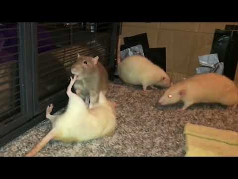 Old clip of my pet rat Bean letting her intrusive thoughts win! lol