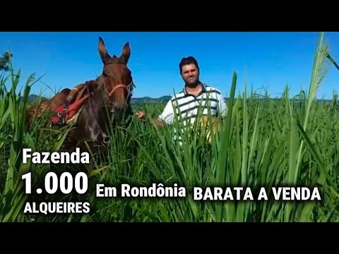 Fazenda BARATA A VENDA DE 1.000 ALQUEIRES EM CUJUBIM RONDÔNIA 
