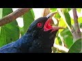Koel bird singing sound - Cuckoo Song - കുയില്‍നാദം - कोयल की आवाज - Koyal ki 