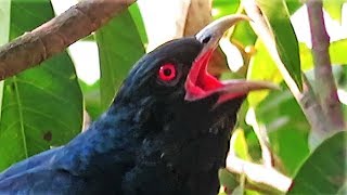 Koel bird singing sound - Cuckoo Song - കുയ�