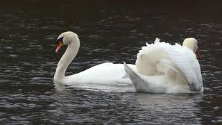 Mating Swans aggressively force their adolescent swans off their lake to raise their new cygnets