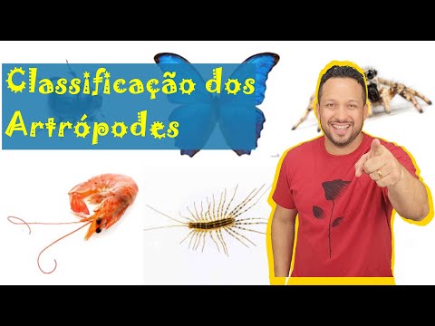 Classification of Arthropods - Insects / Arachnids / Crustaceans / Chilopods / Diplopods - Zoology
