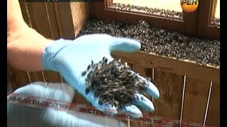 ЖЕСТЬ! Мухи напали на дачников. Экстренный вызов 112