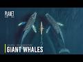 Ocean Giants From Blue Whales To Orcas The Largest Hunters Of The Sea