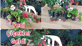 SERAMIZA YENİ VE GÜZEL ÇİÇEKLER ALDIK.[we bought new and beautiful flowers in ou