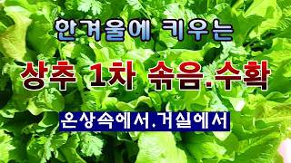 [텃밭농부 2,143]  추운 겨울에 거실에서 키우는 상추 1차 수확! #상추재배