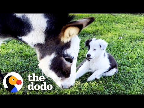 Mini Donkey Is Total Chaos And Her Puppy Friend Loves It | The Dodo Odd Couples
