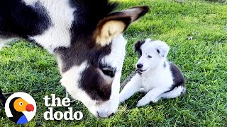 Mini Donkey Is Total Chaos And Her Puppy Friend Loves It | The Dodo Odd Couples by The Dodo