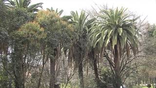 preview picture of video 'Barakaldo estrena el Parque Munoa, un bosque urbano de 5.000 metros cuadrados.'