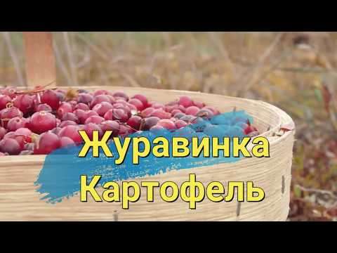 , title : 'Беларусский картофель Журавинка'