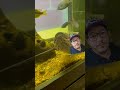 There are more lungfish than you think