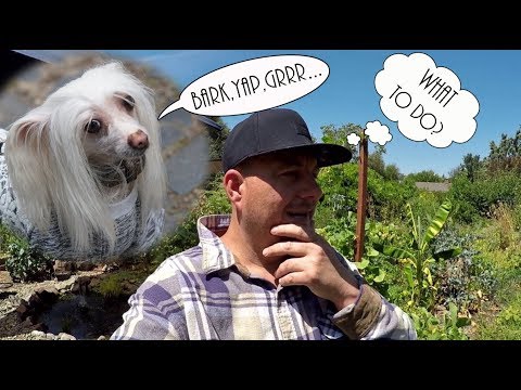 How To Get Your Neighbors Dog To Stop Barking Nonstop