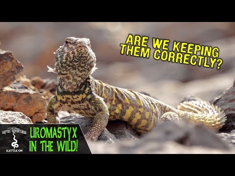 Agama egyptská (Uromastyx aegyptia) — Uromastyx vo voľnej prírode, prirodzený habitat
