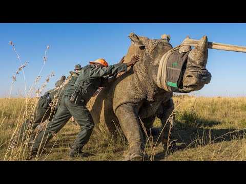 How to Move a Rhino