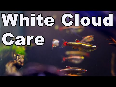 White Cloud Mountain Minnow Care and Breeding