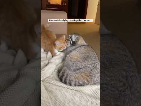 I rescued a Pallas’s cat #shorts