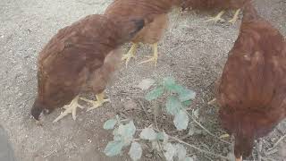 Galinhas Poedeiras Embrapa 051 - Criação de Galinhas Poedeiras - ( Parte 8 )