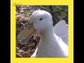 Duck Laugh