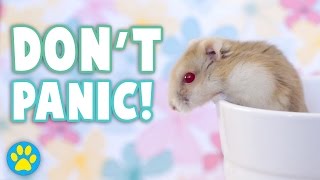 What To Do If You Drop Your Hamster