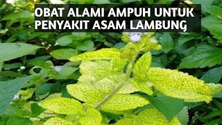 Download lagu OBAT ALAMI UNTUK MAG ATAU ASAM LAMBUNG || DAUN BANDOTAN mp3 Download lagu OBAT ALAMI UNTUK MAG ATAU ASAM LAMBUNG || DAUN BANDOTAN mp3