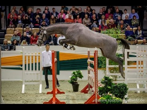 Trakehner Hengstmarkt Kat.Nr. 5 Hengst " Blancor" *2017