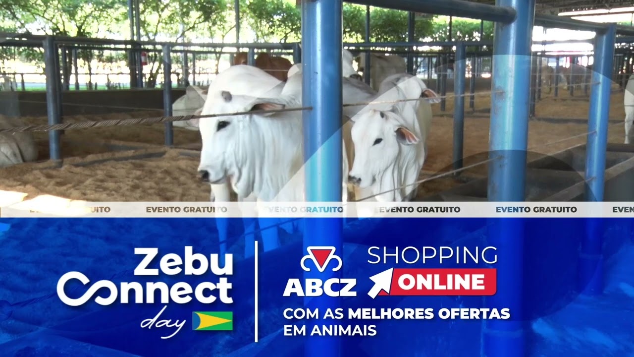 Zebu Connect Day