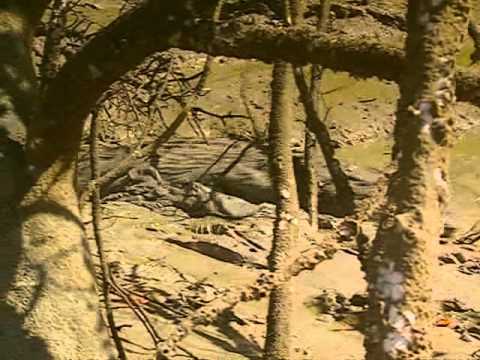 Ray Mears' Extreme Survival S01E06 - Arnhem Land