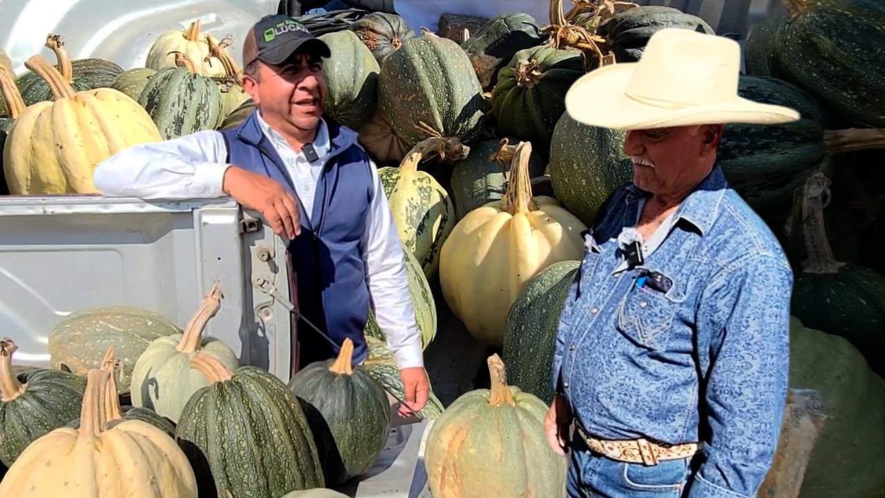 DECIDÍ SEMBRAR CALABAZA porque EL FRIJOL YA NO ES NEGOCIO