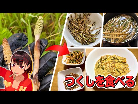 実は食べられる！『つくし』を採って料理しよう！！【全3品】