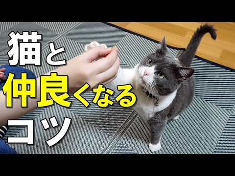 猫を別の子猫に慣れさせる方法 🐈